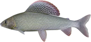 Ombre commun (Thymallus thymallus)
