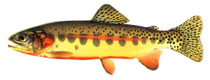 Truite Dorée (Oncorhynchus Aguabonita)