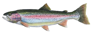 Truite Fardée (Oncorhynchus Clarkii)