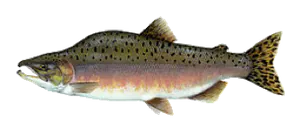 Saumon Rose à Bosse (Saumon Bossu) (Oncorhynchus Gorbuscha)