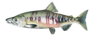 Saumon du Pacifique (Saumon Kéta - Saumon Chien) (Oncorhynchus Keta)