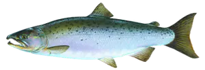 Saumon Argenté (Oncorhynchus Kisutch)
