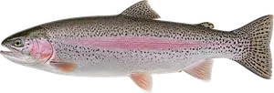 Truite Arc-en-Ciel (Oncorhynchus Mykiss)