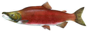 Saumon Rouge (Sockeye) (Oncorhynchus nerka)