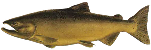 Saumon Royal (Chinook) (Oncorhynchus Tshawytscha)