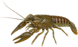 Écrevisse américaine (Orconectes limosus)