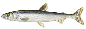 Eperlan (Osmerus Eperlanus)