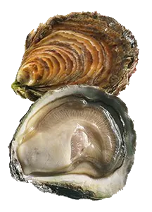 Huitre Plate (Ostrea Edulis)
