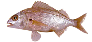 Pageot Acarné (Pagellus Acarne)