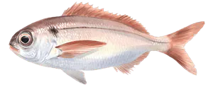 Dorade Rose (Pageot Rose) (Pagellus Bogaraveo)