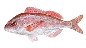Pageot Commun (Pagellus Erythrinus)