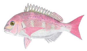 Dorade Japonaise (Spare Japonais) (Pagrus Major)