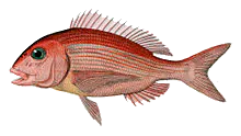 Pagre Commun (Pagrus Pagrus)