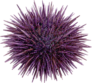 Oursin Violet (Paracentrotus Lividus)