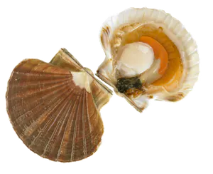 Coquille Saint Jacques (Pecten Maximus)