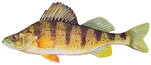 Perchaude (Perca Flavescens)