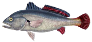 Acoupa (Plagioscion Squamosissimus)