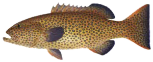 Mérou Queue Carrée (Plectropomus Areolatus)