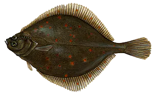 Carrelet (Plie Commune) (Pleuronectes Platessa)