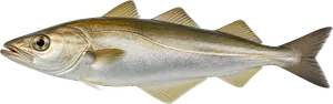 Lieu Jaune (Pollachius Pollachius)