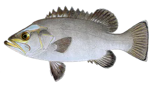 Cernier (Polyprion Americanus)