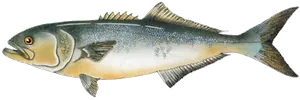 Tassergal (Pomatomus Saltatrix)