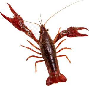 Écrevisse de Louisiane (Procambarus clarkii)