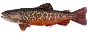 Truite Tigrée (Salmo trutta X Salvelinus fontinalis)