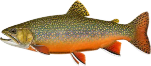 Truite Mouchetée (Saumon de Fontaine - Omble de Fontaine) (Salvelinus Fontinalis)