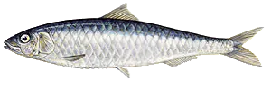 Sardine (Sardina Pilchardus)