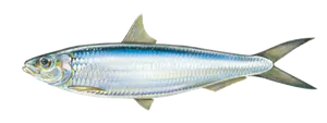 Allache (Sardinella Aurita)