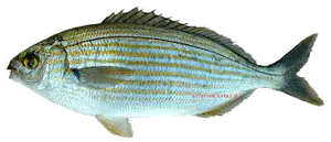 Saupe (Sarpa Salpa)