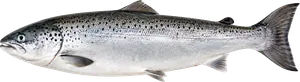 Saumon Atlantique (Salmo salar)
