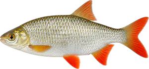 Rotengle (Gardon de Roche) (Scardinius Erythrophthalmus)