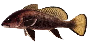 Corb (Sciaena Umbra)