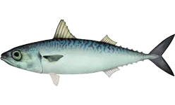 Maquereau Espagnol (Scomber Japonicus)