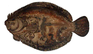 Barbue (Scophthalmus Rhombus)