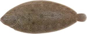 Sole Commune (Solea Solea)