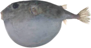 Tétrodon à tête carrée (Sphoeroides Pachygaster)