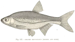 Spirlin (Alburnoides bipunctatus)