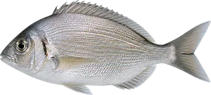 Dorade Grise (Griset) (Spondyliosoma Cantharus)