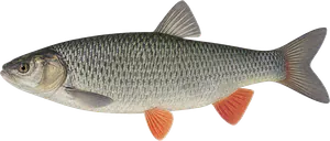 Chevesne