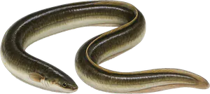 Aiguillat Nez Court (Squalus Megalops)