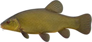 Tanche (Tinca tinca)