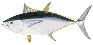 Thon Rouge du Sud (Thunnus Maccoyii)