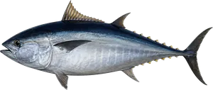 Thon rouge de l'Atlantique (Thunnus Thynnus)