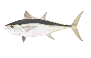 Thon Mignon (Thunnus Tonggol)