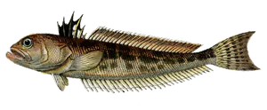 Grande Vive (Trachinus Draco)
