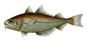 Tacaud (Trisopterus Luscus)