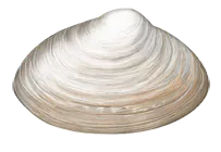 Vénus (Venus Spisula)